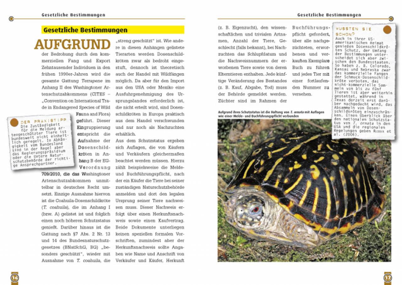 Die Schmuck-Dosenschildkröte